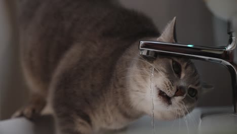 Cute-cat-drinking-water