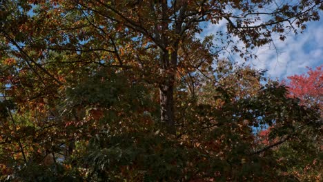 Bunte-Herbstblätter-Ziehen-Schnell-In-Bäumen-Vorbei-Und-Kontrastieren-Unter-Einem-Blauen-Himmel