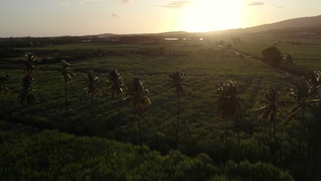 Eine-Allee-Von-Kokospalmen-Bei-Sonnenuntergang
