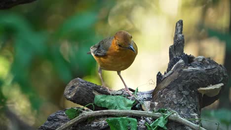 Orange-headed-Thrush-Bird-is-Feeding-Worms-on-Tree-Log