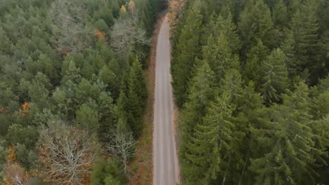 Aerial-view-A-rural-road-goes-through-a-forest-where-tall-firs-and-pines-grow