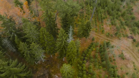 Aerial-view-a-car-parked-deep-in-the-forest-among-tall-trees