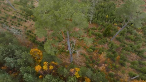 Aerial-view-a-forest-where-various-coniferous-trees-of-different-heights-grow