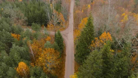 Luftaufnahme-Eine-Landstraße-Führt-Im-Herbst-Durch-Einen-Wald-Mit-Hohen-Laub--Und-Nadelbäumen