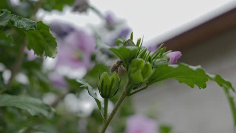 4k-Nahaufnahme-Biene-Auf-Blume