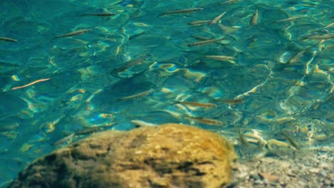 Blick-Auf-Den-Wunderschönen-Gebirgsfluss-Mit-Flussfischen
