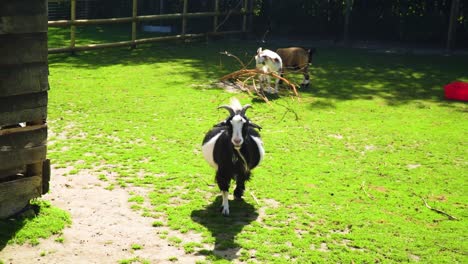 funny-goat-is-walking-towards-the-camera-POV-view-bigger-then-usual-comedy-poise-hold-of-his-body-was-eating-with-his-friends-in-background-small-branch-like-a-boss-slow-motion-sunny-movie