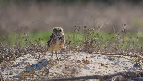 Medium-static-shot-of-a-Brazilian-Burrowing-owl-standing-on-a-small-mound-of-sand-on-a-windy-day-looking-around-then-straight-at-the-camera,
