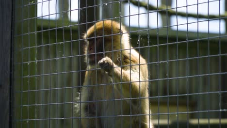 slow-motion-of-monkey-that-is-acting-like-a-human-prisoner-behind-bars-holding-on-to-the-cage-thinking-about-life-how-to-get-out-depressing-stressful-situation-unnatural-habitat-exotic-animal