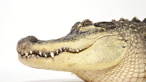 Amerikanischer-Alligator-Wendet-Sich-Von-Der-Kamera-Ab---Unheimlich-Aussehendes-Tier---Nahaufnahme-Im-Gesicht