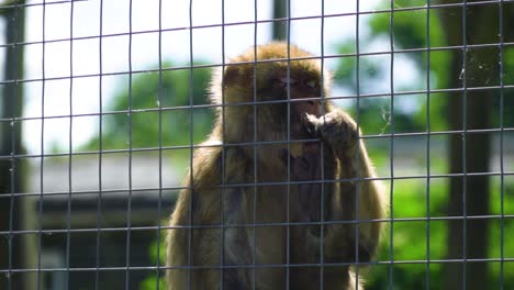 cute-little-monkey-relaxing-by-the-fence-holding-on-to-it-looking-in-a-camera-and-away-feeling-down-thinking-about-life-deep-thoughts-slow-motion-documentary
