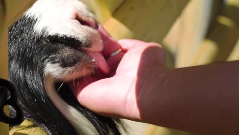 close-up-of-a-goat-mouth-with-long-beard-eating-licking-food-from-a-human-hand-slow-motion