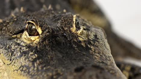 Amerikanischer-Alligator-Aus-Nächster-Nähe-Von-Augen-Und-Schnauze