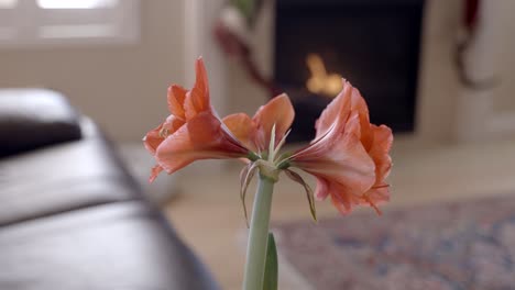 Amaryllis-Blumen,-Die-In-Einem-Haus-Mit-Einem-Kamin-Im-Hintergrund-Blühen---Parallaxe-Gleitbewegung