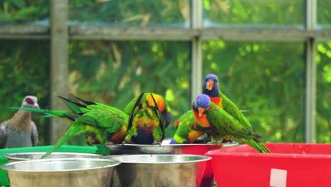 group-of-multi-coloured-parrots-making-funny-faces-eating-from-the-same-bowl-family-vibe-close-up-documentary-cinematic-wildlife-of-birds-beautiful-slow-motion