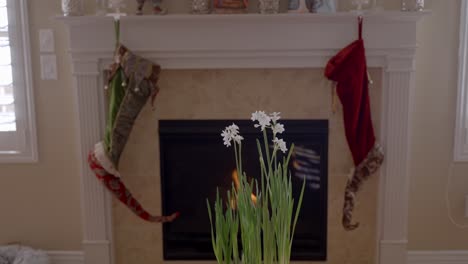 Narcissus-flowers-growing-in-a-flowerpot-with-a-fire-in-a-fireplace-in-the-background---parallax-motion