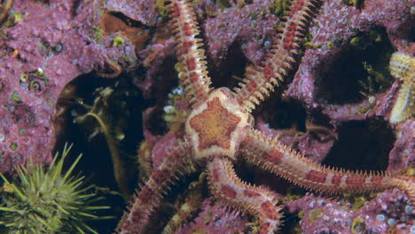 close-up-shot-of-a-brittle-star-in-the-northern-atlantic-in-Percé