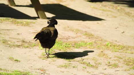 chicken-with-black-afro-hairstyle-brown-feathers-walking-around-a-bench-looking-for-left-overs-of-food-not-loosing-his-hope-to-find-some-delicious-snack-in-this-hot-day