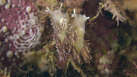 Nudibranch-during-a-dive-in-Percé-in-the-northern-atlantic