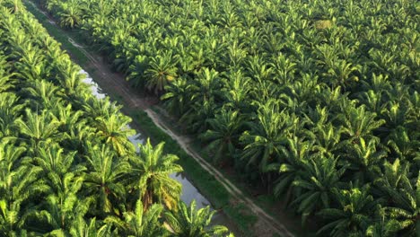 Primary-production-and-source-of-economy,-drone-fly-around-hectares-of-crude-palm-oil-plantation-with-sungai-bekah-river-running-across-the-farmlands,-Sitiawan,-Perak,-Malaysia,-Southeast-Asia