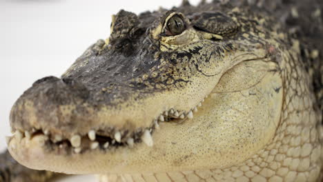 American-Alligator-Rack-Fokus-Zwischen-Den-Vorderzähnen-Zum-Auge