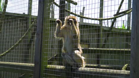 stressed-out-monkey-holding-on-to-a-fence-feeling-trapped-away-from-its-original-habitat-living-in-a-cage-in-the-london-zoo-by-himself-alone-depressing-sad-broken-scene-slow-motion
