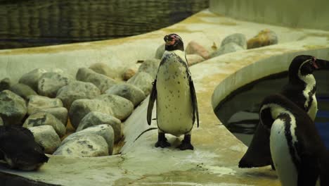 Zeitlupe-Des-Pinguins,-Der-Zwischen-Zwei-Pools-In-Einem-Dunkel-Schattierten-Bereich-Einschläft