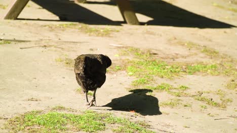 afro-chicken-walking-away-from-camera-looking-around-for-worms-something-to-eat-looking-funny-unique-hairstyle-like-from-hairdressers-slow-motion-close-up-comedy