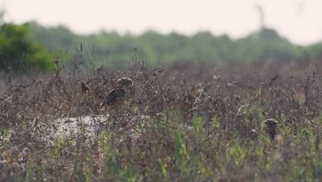 Medium-shot-of-Brazilian-Burrowing-Owls-standing-in-long-grass-on-a-mound-of-sand-on-a-bright-sunny-day-when-one-takes-off,-slow-motion