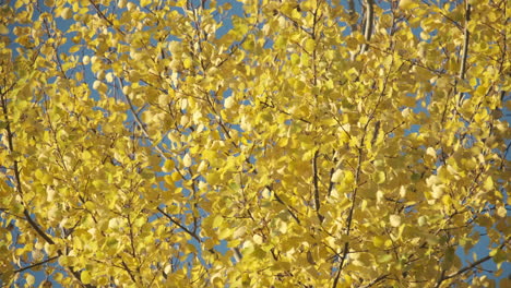 Schimmernde-Hellgelbe-Silberne-Birkenblätter-In-Einem-Lebhaften-Herbstwind-Gegen-Einen-Strahlend-Blauen-Himmel,-Warwickshire,-England