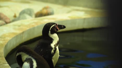 Nahaufnahme-Des-Pinguinkopfes,-Der-Vor-Einem-Swimmingpool-Steht-Und-über-Sein-Leben-Nachdenkt,-Ob-Er-Müde-Ins-Wasser-Springen-Sollte,-Um-Sich-In-Zeitlupe-Umzusehen