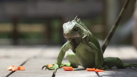 Low-close-up-shot-of-an-iguana-eating-pieces-of-carrot-off-a-wooden-deck-in-slow-motion,-with-a-tight-focus