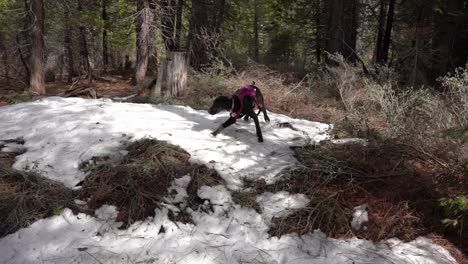 Excited-Black-Great-Dane-puppy-plays-in-the-snow-with-a-case-of-the-Zoomies