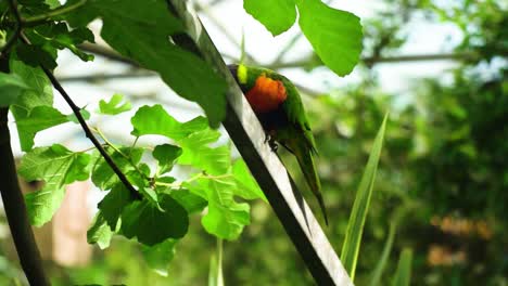 small-parrot-beautiful-mix-of-colours-around-big-leaf's-hanging-on-metal-pole-looking-around-and-hiding-from-the-camera-cute-funny-in-glass-house-amazing-slow-motion-tropical-scenery