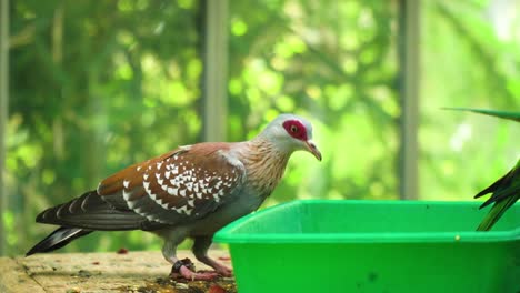 unique-type-of-bird-brown-white-red-drinking-from-bowl-looking-funny-other-bird-parrot-has-tail-inside-his-bowl-comedy-scene-movie-cinematic-slow-motion-glass-house-location-nature