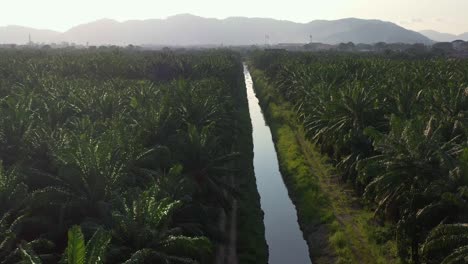 Aerial-tilt-up-shot,-water-canal-leading-line-capturing-hectares-of-crude-oil-palm-trees-farmlands-with-bukit-engku-busu-mountain-view-in-the-background,-Seri-Manjung,-Malaysia,-Southeast-Asia