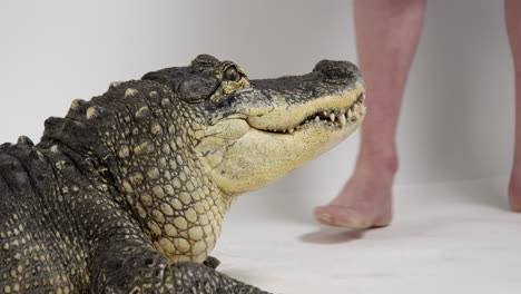 Animal-Hander-backs-away-from-American-Alligator-on-white-background---photo-shoots-with-dangerous-animals