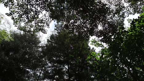 Sun-shines-through-a-leafy-green-tree-inside-a-forest