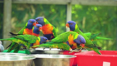 funny-parrots-mix-of-colours-size-face-expressions-exotic-unusual-tropical-birds-blurry-background-drinking-together-in-a-glass-house-wooden-windows-behind-them-afternoon-sunny-scenery