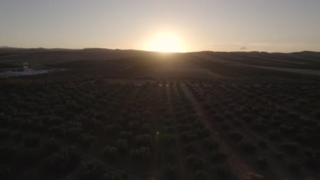 The-landscape-of-olive-groves-farmland-during-sunset-in-the-province-of-Malaga,-Spain