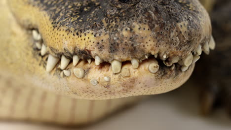 Amerikanischer-Alligator---Nahaufnahme-Von-Zähnen-Und-Mund