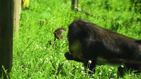 2-monkeys-eating-in-high-grass-with-wooden-poles-around-them-family-vibes-slow-motion-tropical-sunny-vibrant