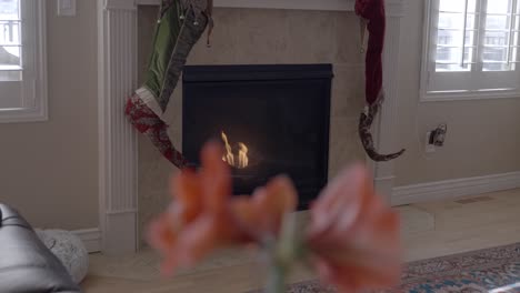 Focus-on-the-fireplace-in-the-background-while-sliding-by-amaryllis-flowers-in-the-foreground