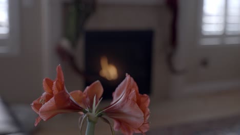 Amaryllis-flowers-in-the-foreground-then-rack-focus-to-a-cozy-fireplace-in-the-background---sliding-motion