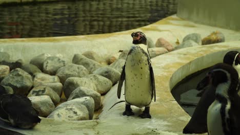El-Pingüino-Divertido-Se-Está-Quedando-Dormido-Alrededor-De-Sus-Compañeros-Después-De-Que-Acaban-De-Almorzar-Entre-Dos-Piscinas,-área-Sombreada-Y-Nublada