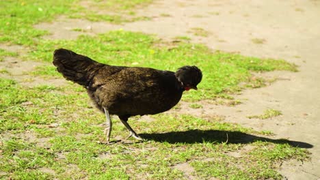 funniest-video-of-a-chicken-with-afro-hairstyle-and-a-bow-on-its-neck-walking-around-picking-the-ground-for-worms-looking-for-food-suspicious-focused-on-finding-something-to-snack-on-slow-motion