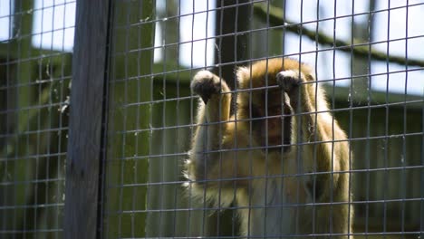 little-monkey-feeling-low-stressed-holding-to-a-the-fence-in-the-cage-where-is-trapped-away-from-its-original-living-exotic-habitat-to-be-in-the-zoo-safari-attraction-for-humans-slow-motion