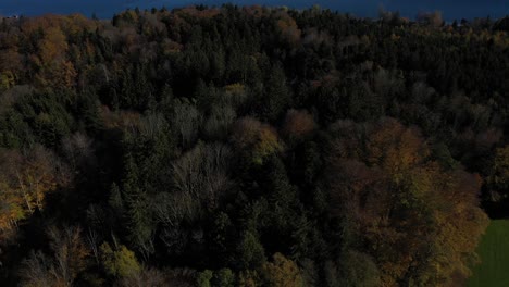 Bosque-De-árboles-Coloridos-Durante-El-Otoño-En-El-Lago-Chiemsee-En-Baviera,-Alemania
