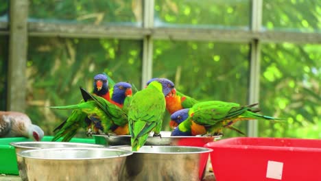 Heranzoomen-Auf-Eine-Gruppe-Von-Papageien,-Die-Eine-Mischung-Aus-Verschiedenen-Farben-Haben,-Exotische-Töne,-Einzigartige,-Außergewöhnliche,-Lebendige,-Filmische-Zeitlupe
