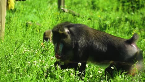 unusual-monkey-breed-with-unique-mouth-nose-and-a-big-head-relaxing-in-their-habitat-around-tall-grass-with-lot-of-poles-and-ropes-enjoying-their-lunch-fruits-sunny-afternoon-vivid-slow-motion